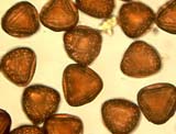  Adiantum