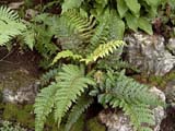 Polystichum polyblepharum