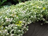 Очиток едкий Variegata