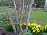 Magnolia