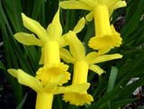 Narcissus 'Peeping Tom'