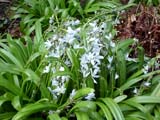 Scilla mischtschenkoana