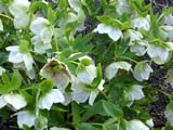 Helleborus orientalis