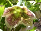 Helleborus orientalis