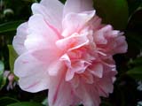 Camellia 'Duque do Loule'