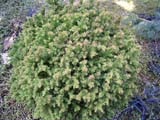 Cryptomeria japonica 'Vilmorin Gold