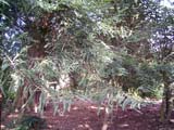 Sequoia