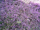 Erica carnea 'Winter Beauty'