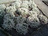 Erica carnea Isabell