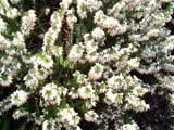 Erica carnea Isabell