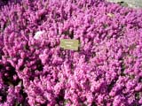 Erica carnea Rosalie