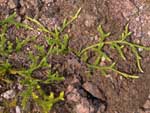 Lycopodium clavatum