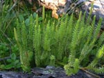 Lycopodium annotinum