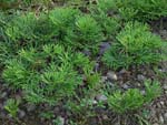 Diphasiastrum complanatum