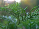 Diphasiastrum complanatum