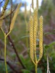Lycopodium clavatum kolos