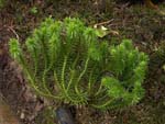 Huperzia selago