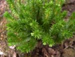 Huperzia selago cochlearis