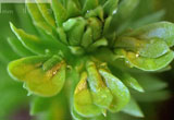 Huperzia selago cochlearis