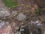 Lycopodium clavatum filiformis