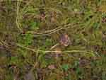 Lycopodium clavatum filiformis