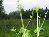 Heracleum sosnowskiy