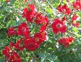 Sommerabend_ 140 _  2006