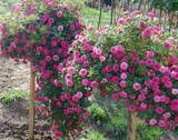 Knirps_ 90 _  2006