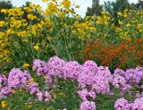 Rudbeckia nitida Herbstsonne
