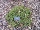Picea abies Push
