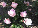   Hagoromo (Keisei Rose Nursery)_1970 