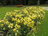 Yellow Fleurette_Interplant_1994