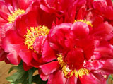 Red Red Rose