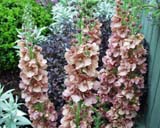 Verbascum
