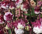 Aquilegia Raspberry Ripple