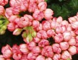 Pelargonium Patricia Andrea
