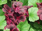 Pelargonium Lord Bute