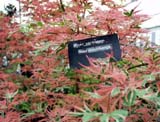 Acer palmatum Beni shichihenge