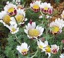 Anacyclus Pyrethrum depressus