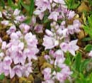 Veronica prostrata mrs.Holt