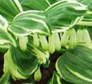 Polygonatum falcatum variegatum
