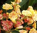 Lewisia longipetala hibrids