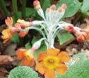 Primula chungensis