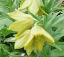Fritillaria camschatcensis Aurea