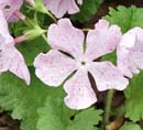 Primula sieboldii