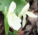 Roscoea cautleyoides