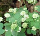 Anemonella thalictroides Betty Blake