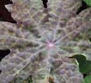 Podophyllum delavayi