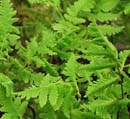 Comnocarpium dryopteris