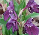 Roscoea cautleyoides (purple form)